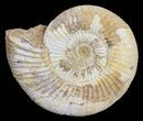 Perisphinctes Ammonite - Jurassic #54237-1